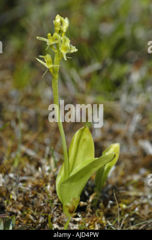 fen orchid (Liparis loeselii), blooming, Netherlands, Texel Stock Photo