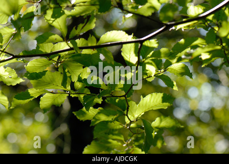 Light shining through beech Fagus sylvatica leaves in summer Stock Photo