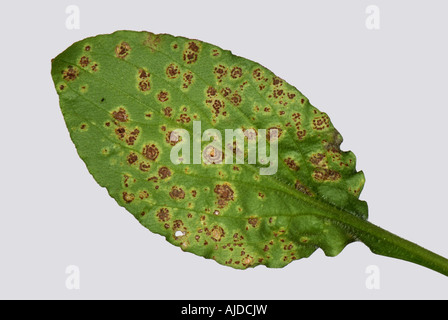 Rust Puccinia arenariae telia in concentric rings underside of a red campion Silene dioica leaf Stock Photo