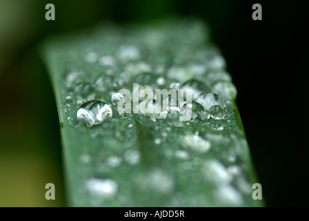 Narrow focus on rain water droplets on the leaf of a flag iris Iris pseudacorus Stock Photo