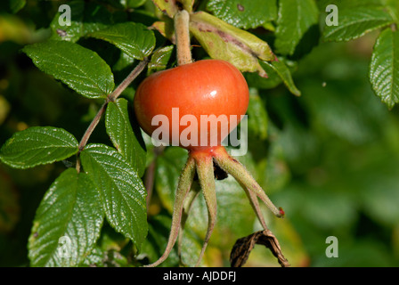 Ripe large rose hip of Rosa rugosa rubra ornamental and soursce of vitamin C in autumn Stock Photo