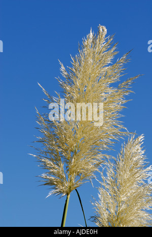 Pampas grass Cortaderia selloana head against a deep blue sky Stock Photo