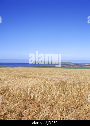 dh  BIRSAY ORKNEY Bere field Brough of Birsay Stock Photo