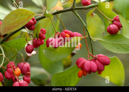 Euonymus europaeus Red Cascade red autumn fruit and orange seeds Stock Photo