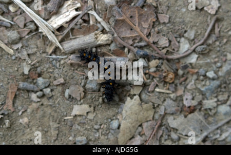 Giant Leopard Moth caterpillar Stock Photo