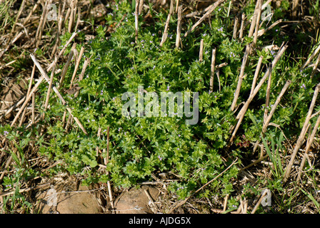 Field madder Sherardia arvensis plant flowering in cereal stubble Stock Photo