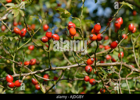 Orange red rose hips Rosa canina in a Devon hedgerow in autumn Stock Photo