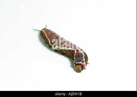 Puss Moth caterpillar on white Stock Photo