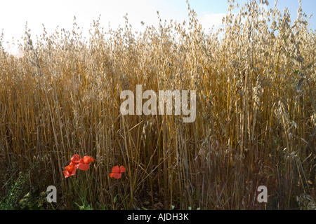 Poppies on the edge of a field of oats near the Cotswold village of Notgrove, Gloucestershire Stock Photo