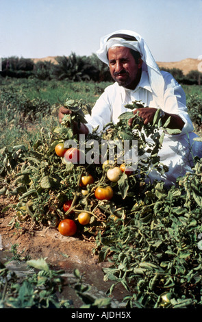 Saudi Arabia Man Examining Growing Tomatoes Stock Photo