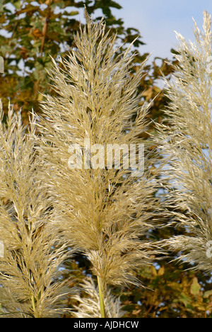 Pampas grass Cortaderia selloana head in warm autumn evening light Stock Photo