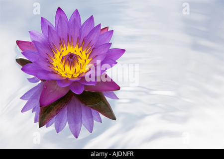 Nymphaea caerulea. Tropical waterlily flower on a mirror in rippling water Stock Photo