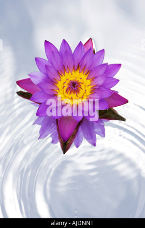 Nymphaea caerulea. Tropical waterlily flower on a mirror in rippling water Stock Photo