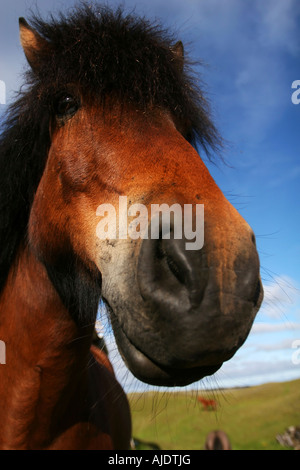 extreme closeup of a horse focus on eyes Stock Photo