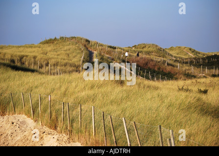 Conservation area of protected sand dunes, Le Touquet-Paris-Plage (Le Touquet), Pas de Calais, Nord-Pas-de-Calais, France Stock Photo