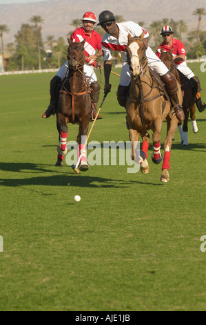 Polo Player leaning down from polo pony, Advancing Ball on polo field during match Stock Photo
