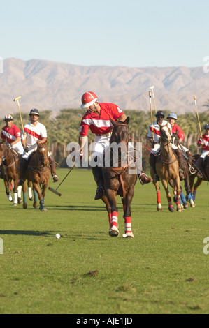 Polo Player leaning down from polo pony, Advancing Ball on polo field during match Stock Photo