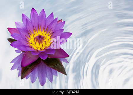 Nymphaea caerulea. Tropical waterlily flower on a mirror in rippling water Stock Photo