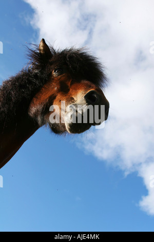 extreme closeup of a horse focus on eyes very unusual perspective Stock Photo