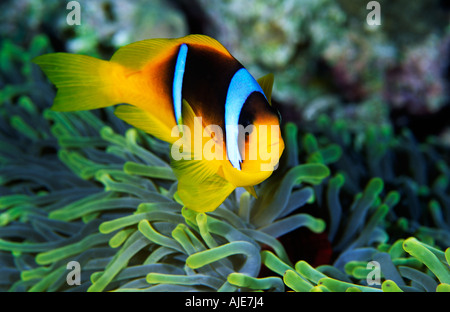 Twobar Anemonefish (Amphiprion bicinctus) in the Southern Red Sea Stock Photo