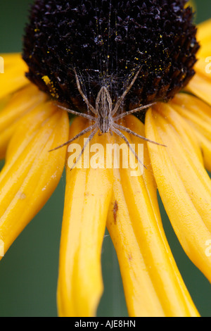 Nursery Web Spider (Pisaura mirabilis) on Black Eyed Susan Stock Photo