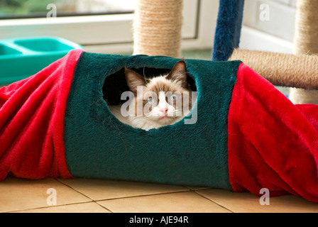 Seal bicolor Ragdoll female kitten age six months playing in a tunnel in Wiltshire England UK EU; Stock Photo