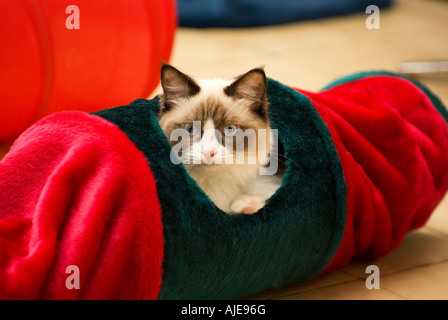 Seal bicolor Ragdoll female kitten age six months in a play tunnel in Wiltshire England UK EU; Stock Photo