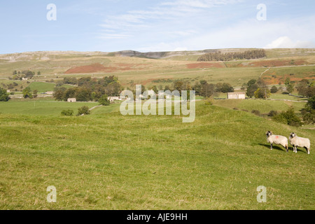 NEWBIGGIN NORTH YORKSHIRE UK October Looking across to this lovely village in Wensleydale with dry stone walls and stone barns Stock Photo