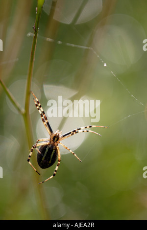 Wasp Spider (Argiope bruennichi) in backlighting Stock Photo