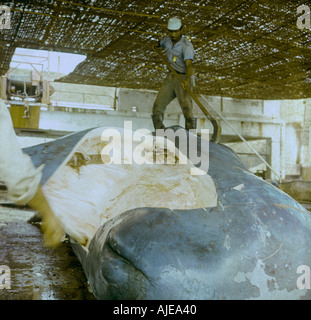 Workman cutting blubber from a sperm whale carcass at whaling factory in Paita  north Peru    which closed late 1960s Stock Photo