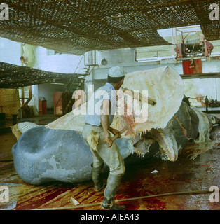 Whaling factory in Paita north Peru cutting blubber from sperm whale  Image taken in 1968  factory closed late 1960s Stock Photo