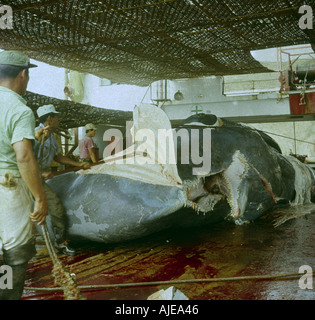 Removing blubber from a sperm whale in a factory at Paita north Peru which closed late 1960s  Image taken in 1968 Stock Photo