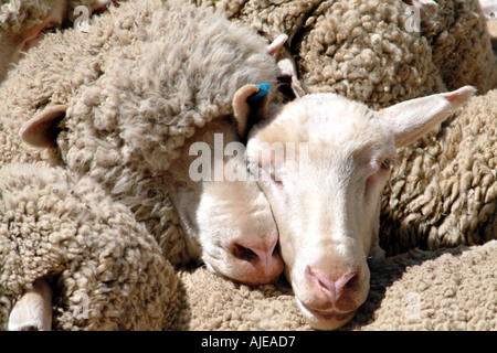 42+ Dohne Merino Sheep For Sale In Eastern Cape Gif