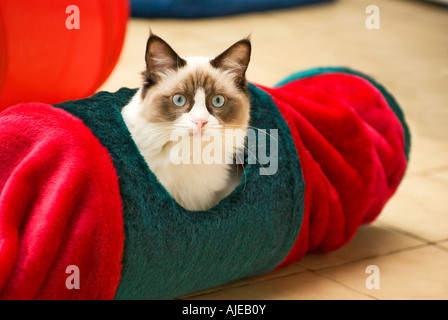 Seal bicolor Ragdoll female kitten age six months playing in a toy tunnel in  England UK EU Stock Photo