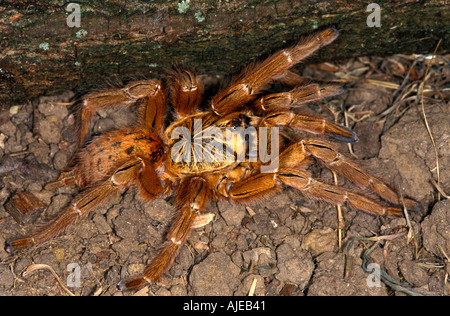 Togo or Starburst Baboon Spider Hetroscodra maculata Tarantula Stock Photo