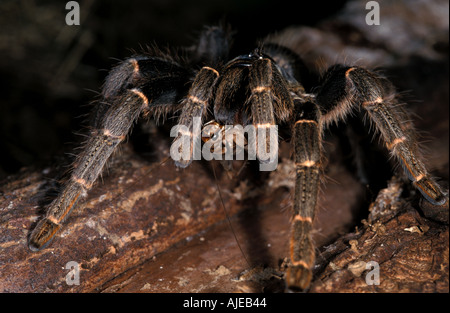 Togo or Starburst Baboon Spider Hetroscodra maculata Tarantula Stock Photo