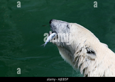 Big white polarbear in water eating fish Stock Photo