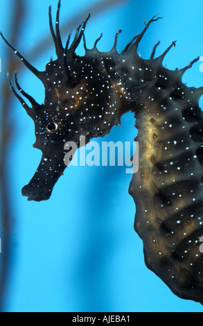 Common seahorse Stock Photo