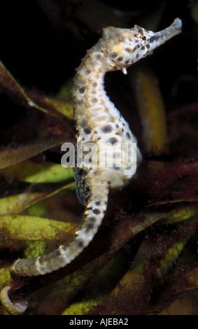 Common seahorse Stock Photo