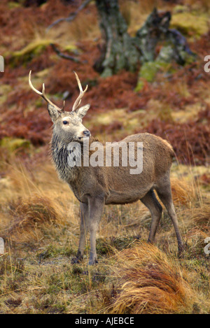 dh Cervus elaphus scoticus DEERS SCOTLAND Antler wild red deer glen Strathmore Sutherland scottish highland buck horn stag highlands UK Stock Photo