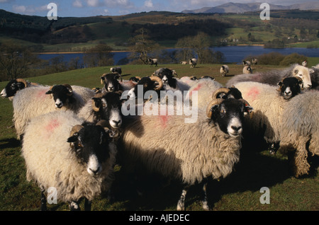 Flock of sheep on the slopes at Hill Top Farm Lake District Cumbria Stock Photo