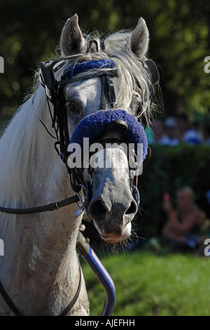 Orlov trotter in Russia Stock Photo