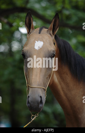 The Akhal-Teke horse Stock Photo