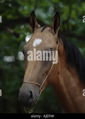 Portrait of the Akhal-Teke horse Stock Photo