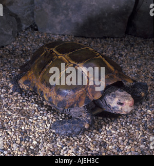 Burmese Brown Tortoise Manouria emys Asian brown tortoise Stock Photo