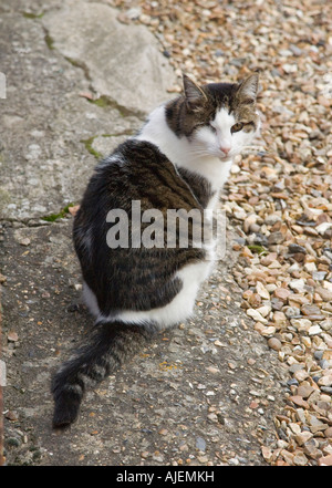 cat sitting down outside Stock Photo