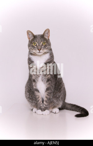 A gray and white adult cat sitting posed for the camera Stock Photo