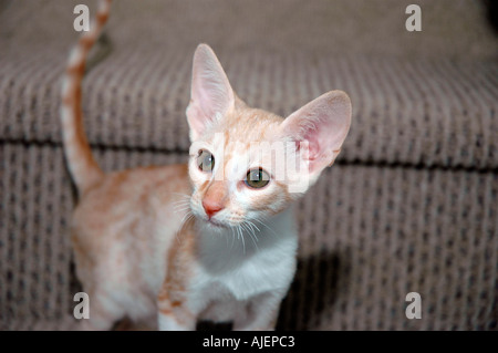 Red adn White 16 week old Cornish Rex cross by Oriental Shorthair cross Stock Photo