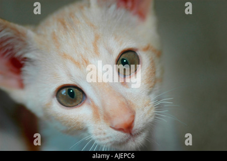 Red adn White 16 week old Cornish Rex cross by Oriental Shorthair cross Stock Photo