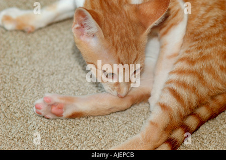 Red adn White 16 week old Cornish Rex cross by Oriental Shorthair cross searching for fleas Stock Photo